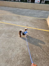 Tuffy review photo