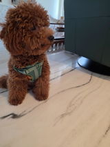 Milo review photo