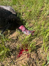 Joe Barton review photo
