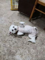 Harlow review photo