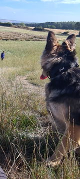 Hippy_trails review photo