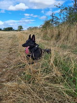 Hippy_trails review photo