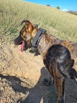 Hippy_trails review photo