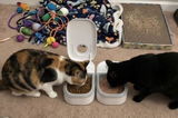 Cat Lover review photo