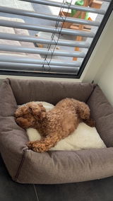 sophie review photo