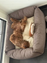 sophie review photo