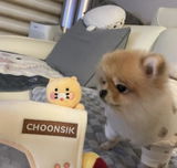 moongchimom review photo