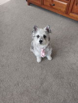 Annie review photo
