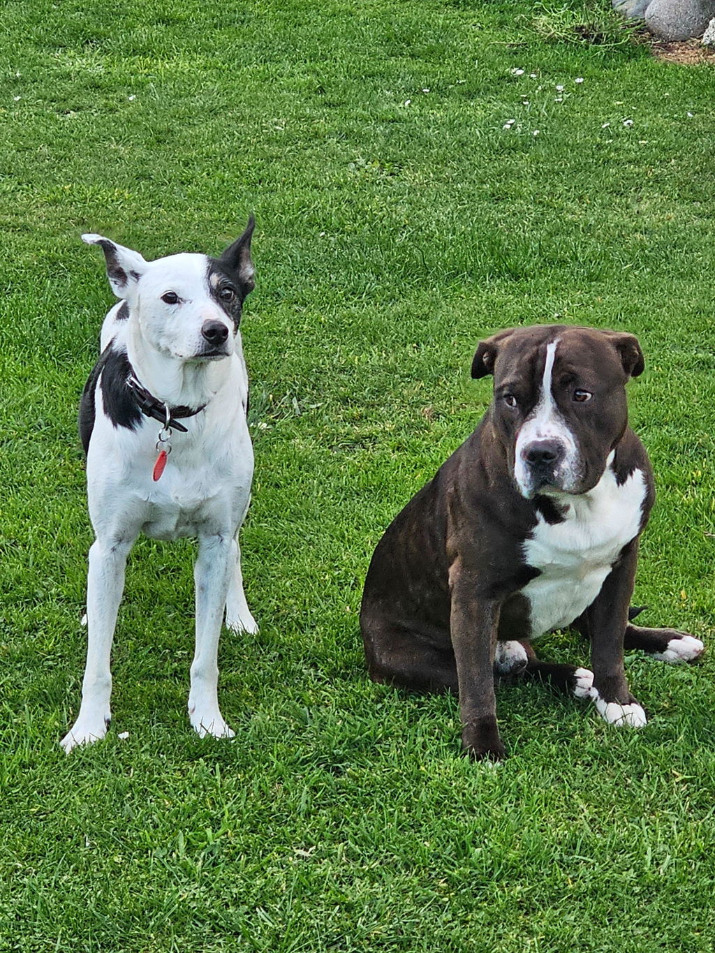 New Zealand Grain-Free Adult Dog Food (12/24 KG)