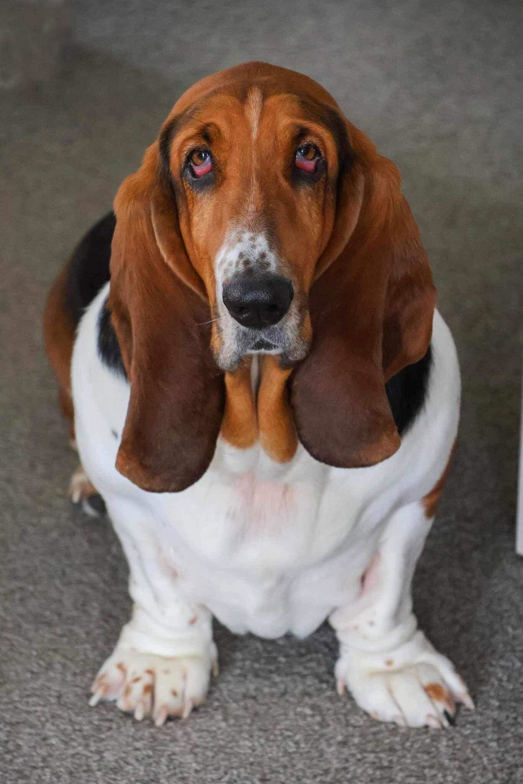 New Zealand Grain-Free Adult Dog Food (12/24 KG)