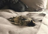 Meisha review photo