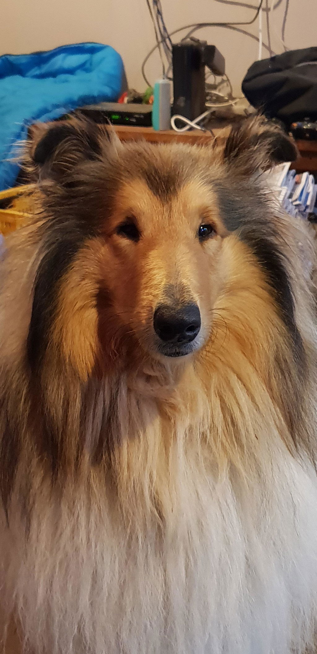 New Zealand Grain-Free Adult Dog Food (12/24 KG)