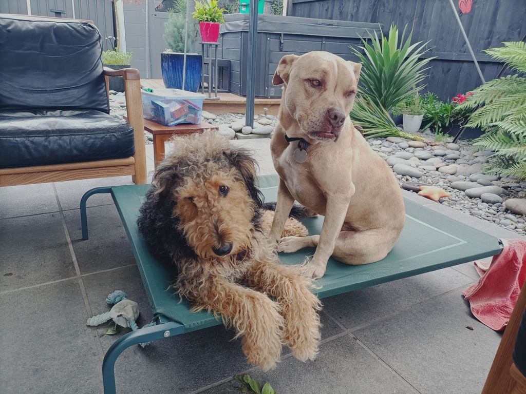Kooky Kibble Singapore