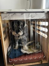 Sykes the miniature schnauzer review photo