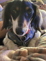 Emily Schaaf/ Cookie Dough review photo