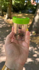 Wikki review photo