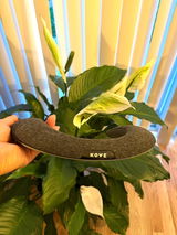 Francis M review photo