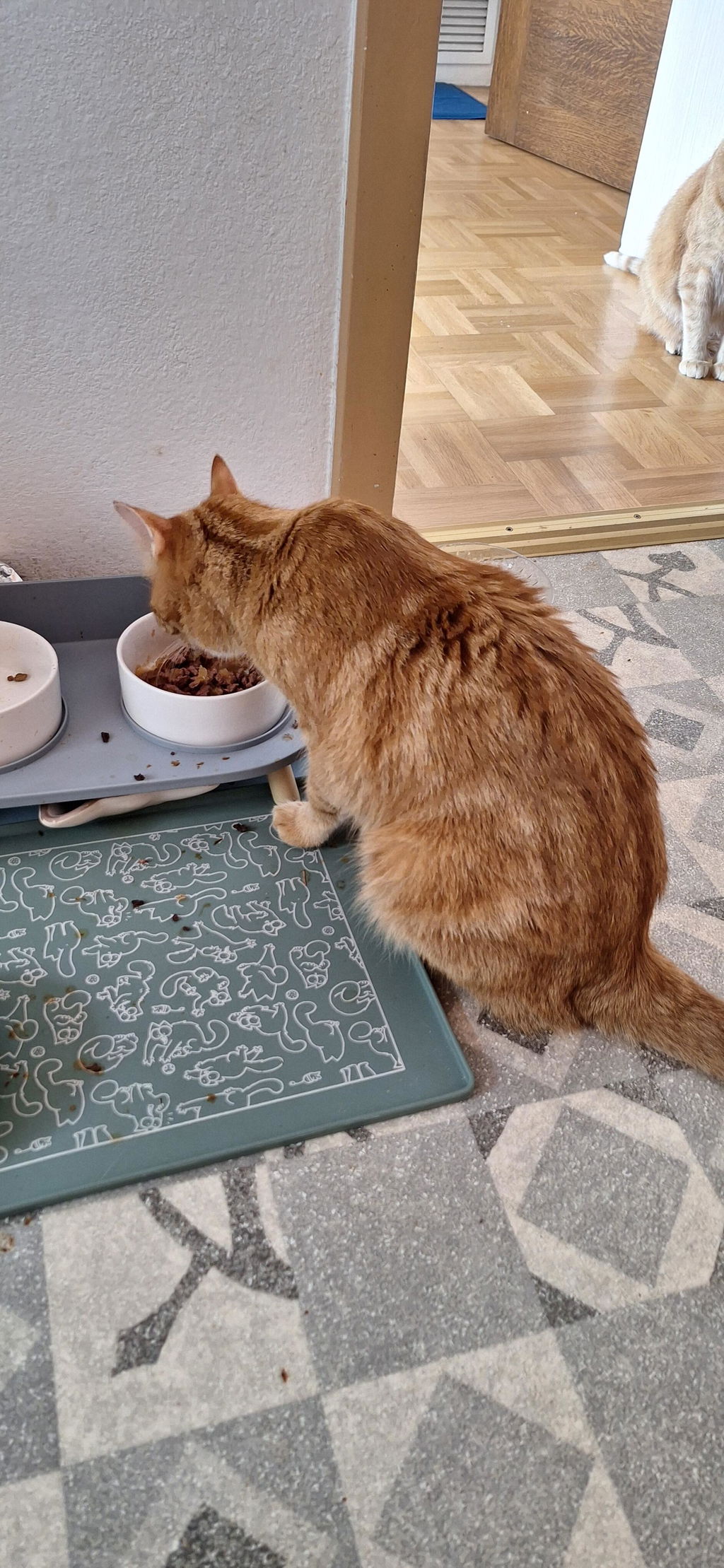 Katze Blase & Harnwege - Nahrungsergänzung