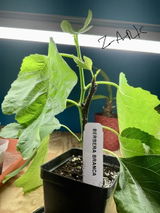 Tony review photo