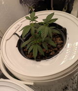 L.W. review photo