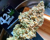 BlaKX review photo