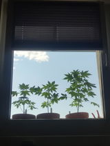 Anonym review photo