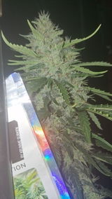 BlaKX review photo