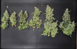 Bavaricus review photo