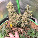 Bavaricus review photo