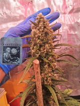 BlaKX review photo