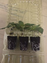 saidlbaum review photo