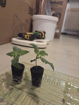 saidlbaum review photo