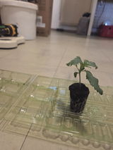 saidlbaum review photo