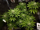 Sam420grows review photo