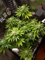 Sam420grows review photo