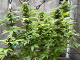 Sam420grows review photo
