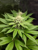 Sam420grows review photo