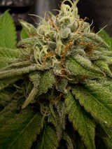 Sam420grows review photo