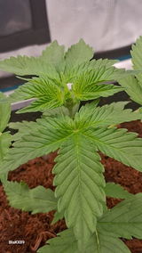 BlaKX review photo