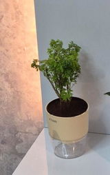 Blisson Antony review photo