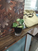 Mukesh Goyal review photo
