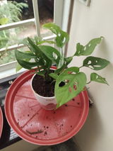 Navjeet k. review photo