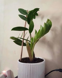 Review picture