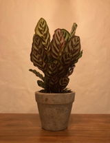 monsterFaB review photo