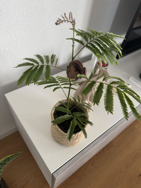 Cojoba Arborea 'Zen Sleeper'