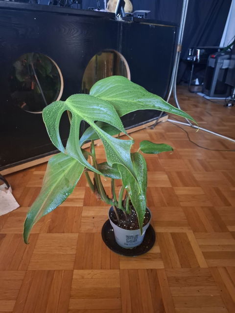 Monstera Burle Marx Flame