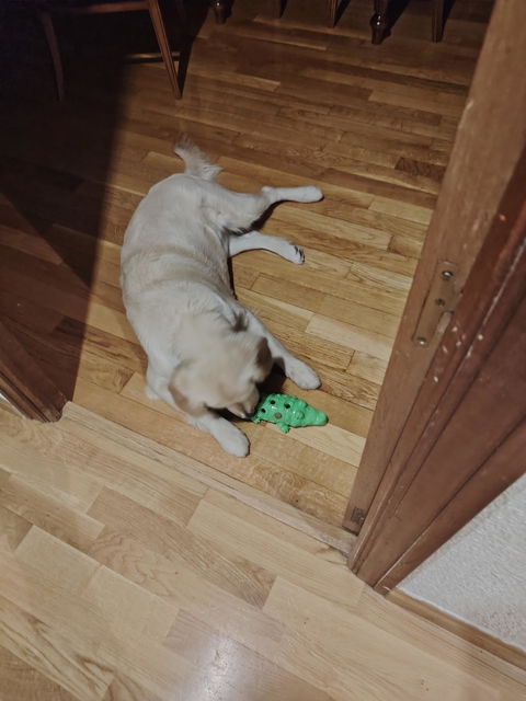 Croco Crunchy