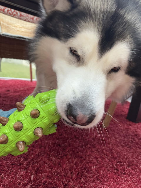 Croco Crunchy