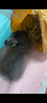 Swankim anch review photo