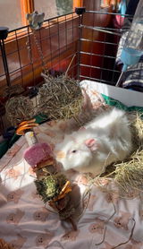 Javiera review photo